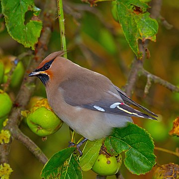 Pestvogel