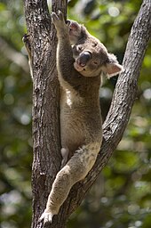 Brisbane Koala Bushlands at Burbank, 2008
