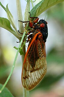 Brood XIX Periodical cicada brood