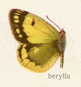 Colias berylla