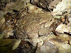 위장색을 띠고 있는 유럽두꺼비.