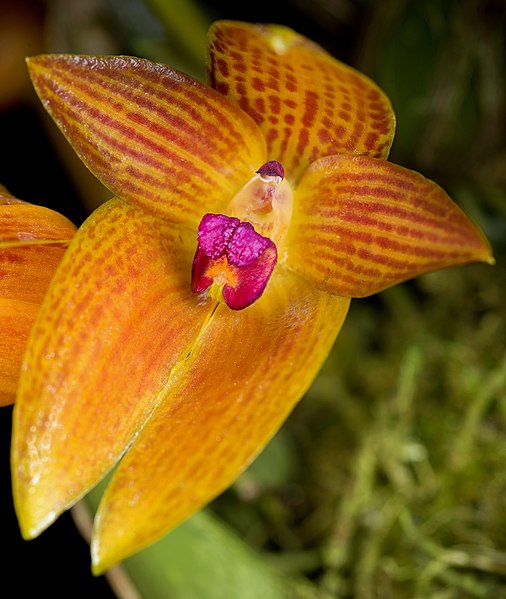 File:Bulbophyllum membranifolium Hook.f., Fl. Brit. India 5 756 (1890) (43836390241) - cropped.jpg