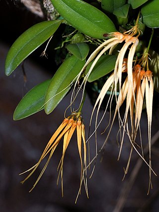 <span class="mw-page-title-main">Bulbophyllum pecten-veneris</span> Species of orchid