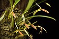 Bulbophyllum scaphioglossum