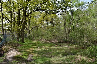 <span class="mw-page-title-main">Bullock Wood</span> Biological Site of Special Scientific Interest in England