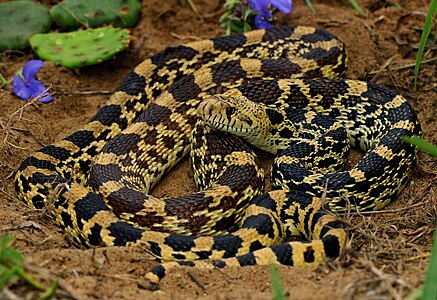 Bullsnake (Pituophis catenifer sayi) (42752586552).jpg