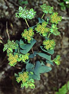 Bupleurum rotundifolium2 eF.jpg