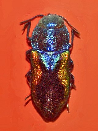 <i>Anthaxia lucens</i> Species of beetle