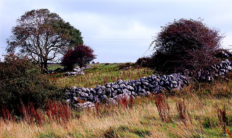 File:Burren - Poulnabrone Dolmen Area - Stone Wall, Field, Bushes ^ Small Tree - geograph.org.uk - 3772574.jpg