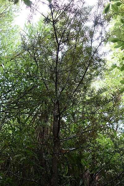 File:Bush at the Sign of the Bellbird 241.JPG