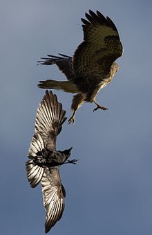 Corneille en vol, les ailes déployées, attaquant pattes les premières un rapace en vol qui se retourne pour voir son adversaire