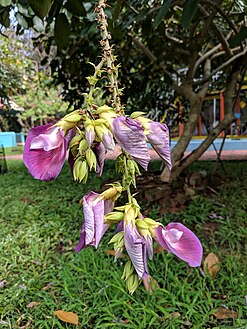 Butterfly Pea Tree (India)
