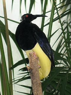 <span class="mw-page-title-main">Twelve-wired bird-of-paradise</span> Species of bird