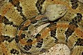 Timber rattlesnake (C. horridus)