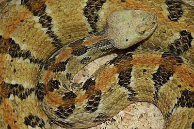 A black, gray, and brown snake somewhat coiled up and looking at the viewer.