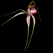 Caladenia serotina