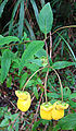 Calceolaria irazuensis (9641980440).jpg