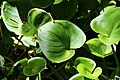 Calla palustris in natural monument Stribrna Hut in summer 2011 (12).JPG