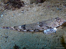 Callionymus reticulatus.jpg