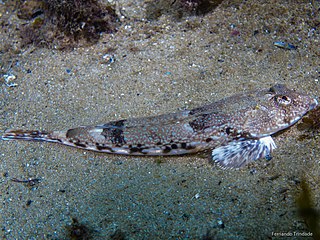 <span class="mw-page-title-main">Reticulated dragonet</span> Species of fish