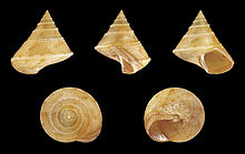 Calliostoma granulatum 01.JPG 