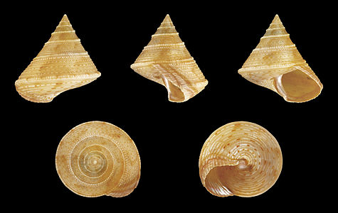 Calliostoma granulatum