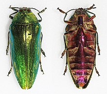 Eucallopistus castelnaudii Callopistus castelnaudi (25930186928).jpg