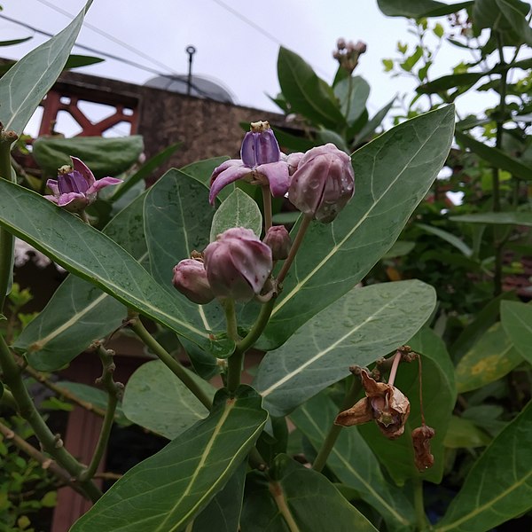 File:Calotropis gigantea ചിറ്റെരുക്ക്.jpg