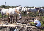 Thumbnail for Natural horsemanship