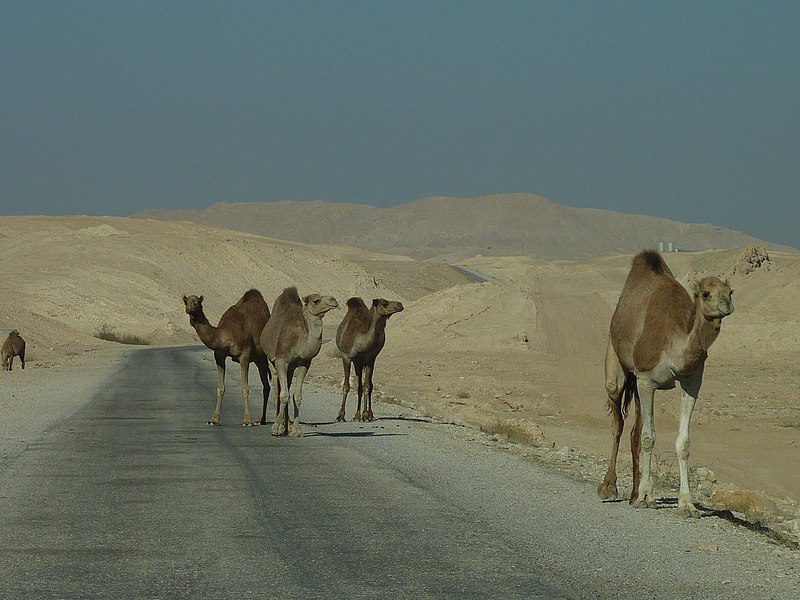 File:Camel - panoramio.jpg