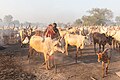 File:Campamento de ganado de la tribu Mundari, Terekeka, Sudán del Sur, 2024-01-27, DD 24.jpg