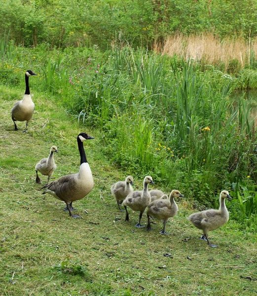 File:Canada geese near Afton - geograph.org.uk - 1333028.jpg