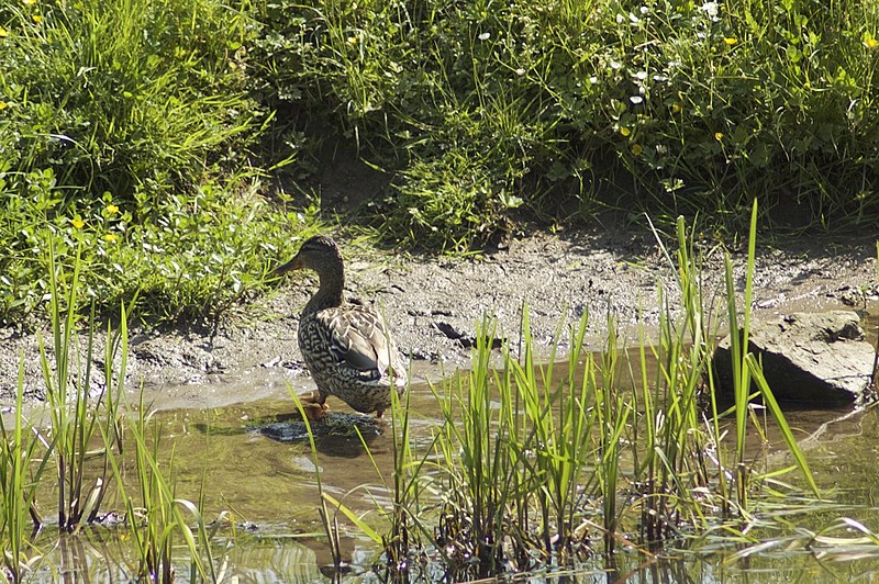 File:Canard colvert femelle (Anas platyrhynchos).jpg