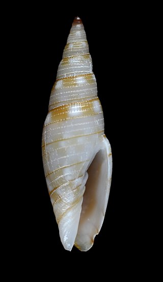 <i>Cancilla schepmani</i> Species of gastropod