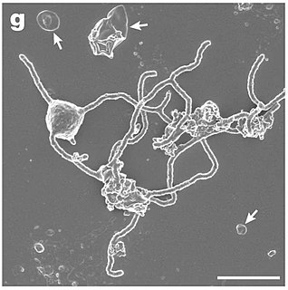 <span class="mw-page-title-main">Lokiarchaeota</span> Phylum of archaea