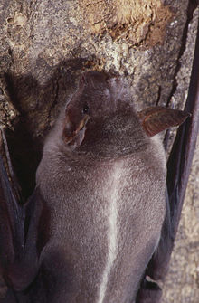 Captive Noctilio leporinus.jpg