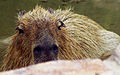 Capybara Hattiesburg Zoo (70909b-48) 640x400.jpg
