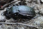 Драбніца для Carabus hortensis