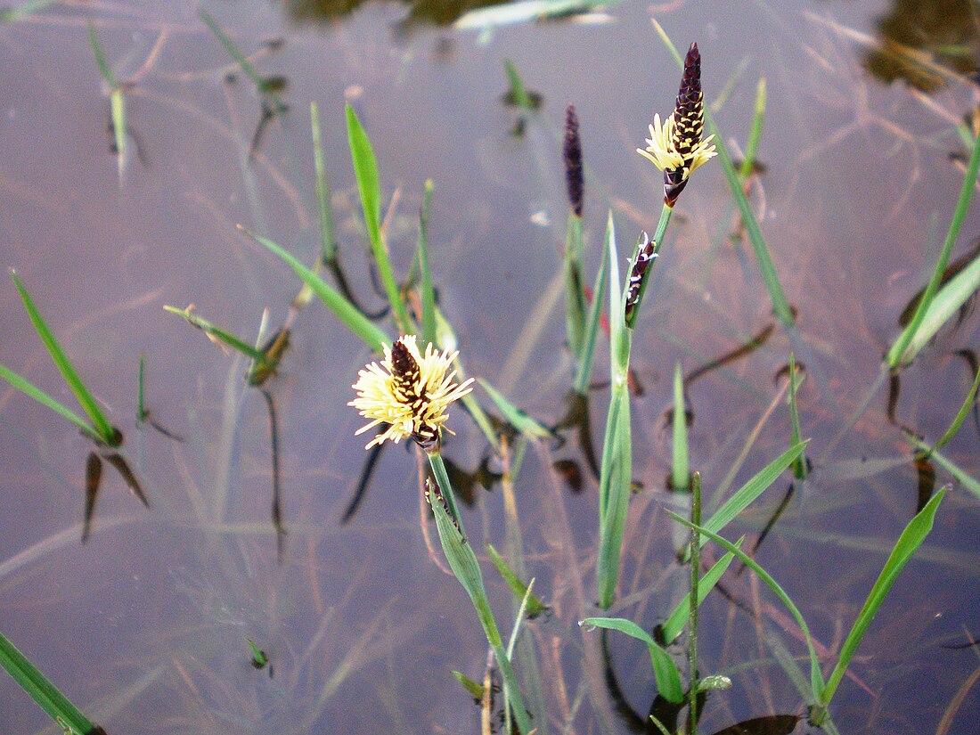 Carex panicea