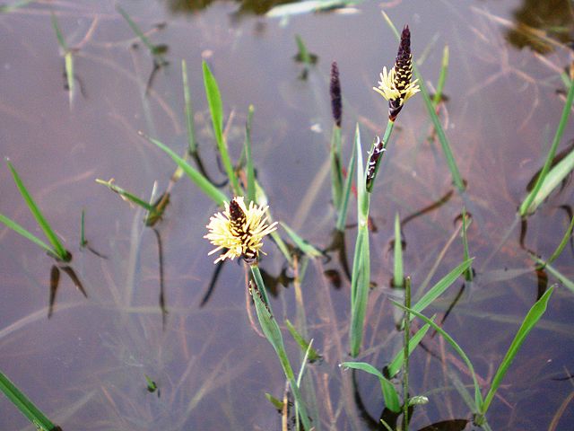 Description de l'image Carex panicea001.JPG.
