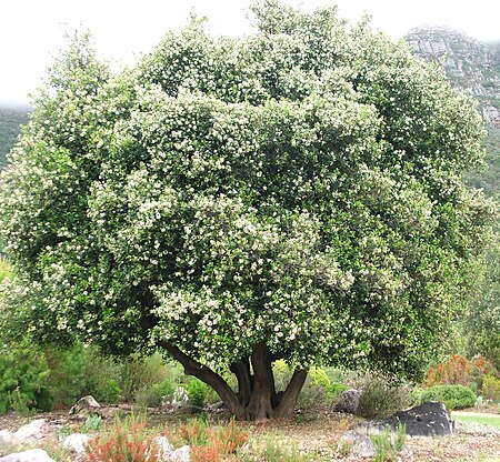 Cassine peragua