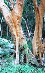 A wild specimen with its distinctive saffron-coloured trunk Cassine peragua trunk - Newlands Forest - Cape Town.jpg