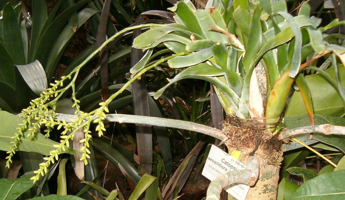 TÌNH YÊU CÂY CỎ ĐV 14  - Page 11 1200px-Catopsis_sessiliflora_HabitusInflorescence_BotGardBln0806a