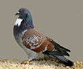 Pigeon cauchois