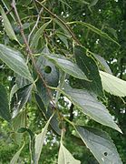 Cannabaceae: Celtis caucasica. Multigenérica