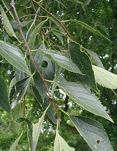 Celtis-caucasica-fruit.JPG