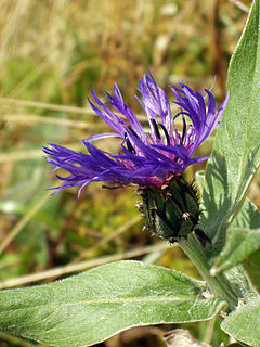 <i>Centaurea montana</i> Species of flowering plant