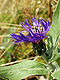 Centaurea montana.jpg