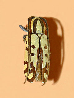 <i>Tragocephala</i> Genus of beetles