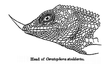 Ceratophora stoddarti.png